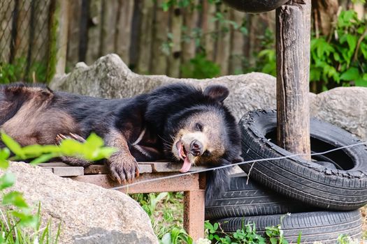 Asian black bear sleeping on the wooden bedding for animal and wildlife concept