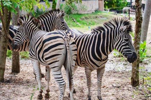 Zebra in the nature for animal and wildlife concept