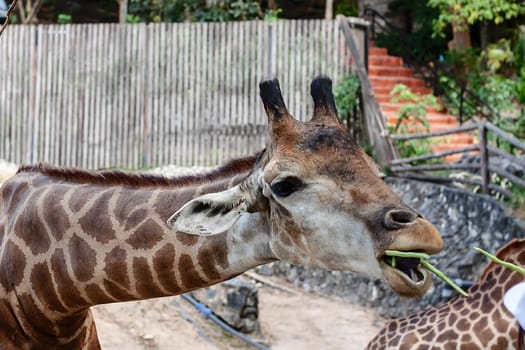 Giraffe being fed for animal and wildlife concept