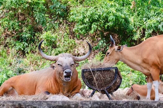 Banteng, a forest ox in the nature for animal and wildlife concept