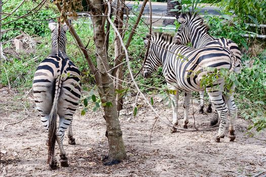 The bottom of zebra in the nature for animal and wildlife concept