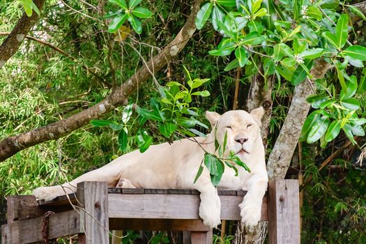 White lion in the nature for animal and wildlife concept