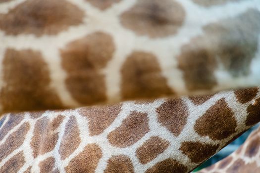 Skin of Giraffe with the spotting pattern for animal and wildlife concept (Selective focus image)