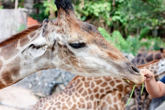 Giraffe being fed for animal and wildlife concept