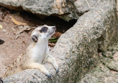 Meerkat catching on the stone for animal and wildlife concept