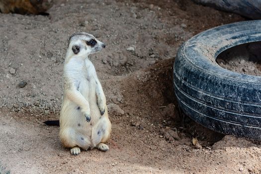 Meerkat sitting on the sand for animal and wildlife concept