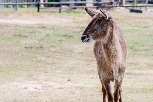 Female Waterbuck Antelope standing alone in the green field for animal and wildlife concept