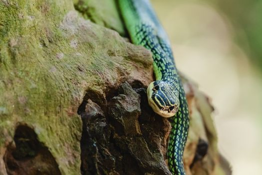 Green snake in the nature for animal and wildlife concept