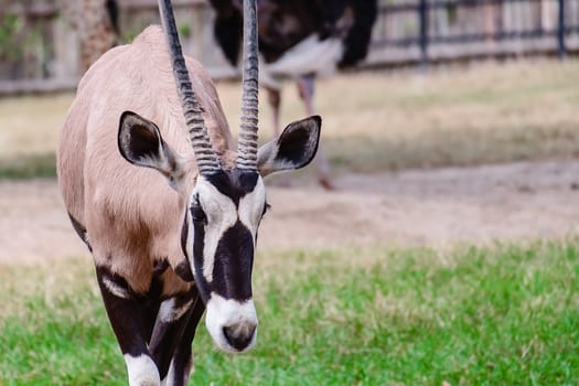 Oryx/Gemsbok standing alone in the green field for animal and wildlife concept