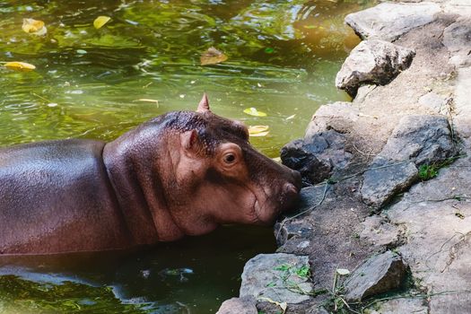 Hippopotamus walking on the rocks near the river for animal and wildlife concept