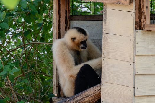 Pileated gibbon in the tree house for animal and wildlife concept