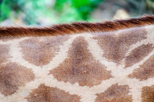 Skin of Giraffe with the spotting pattern for animal and wildlife concept 