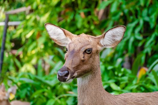 Eld's Deer (Rucervus eldii siamensis) against natural green background for animals and wildlife concept