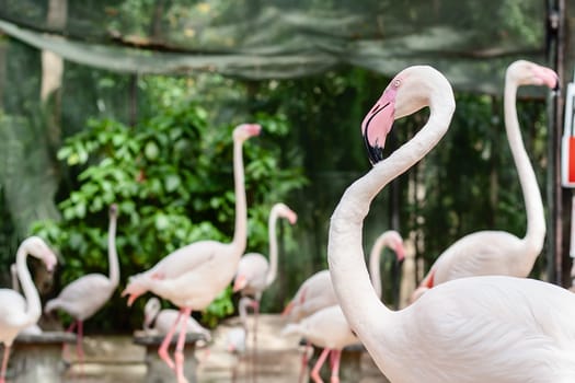 Group of Flamingo for animal and nature concept