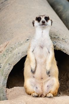 Meerkat sitting on the sand for animal and wildlife concept