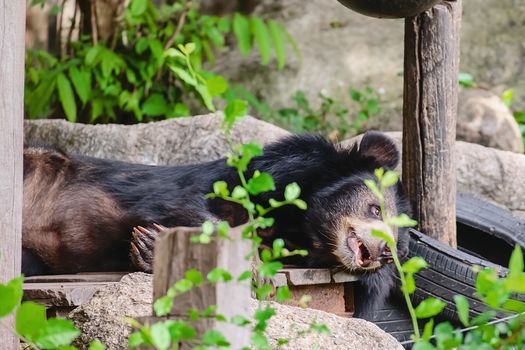 Asian black bear sleeping on the wooden bedding for animal and wildlife concept