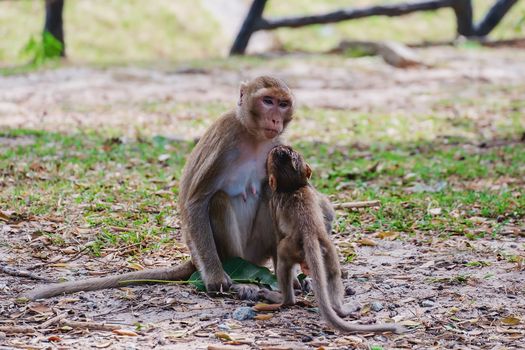 Monkey with baby sitting in the nature for animal and wildlife concept
