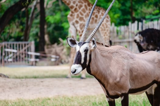 Oryx/Gemsbok standing in the green field for animal and wildlife concept