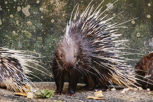 Malayan Porcupine (Hystrix brachyura) for animals and wildlife concept