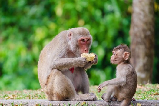 Monkey with baby sitting in the nature for animal and wildlife concept