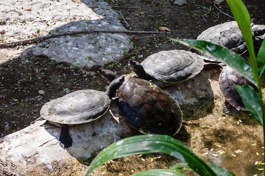 Turtle in the pond for animals and marine reptile concept