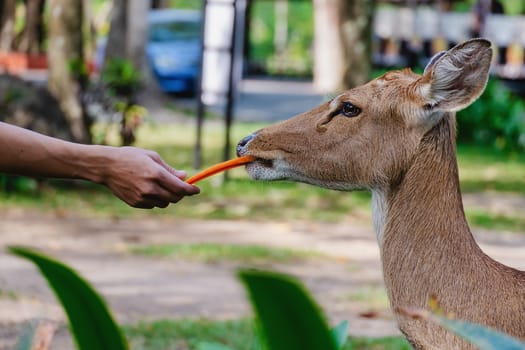 Eld's Deer (Rucervus eldii siamensis) being fed for animal and wildlife concept