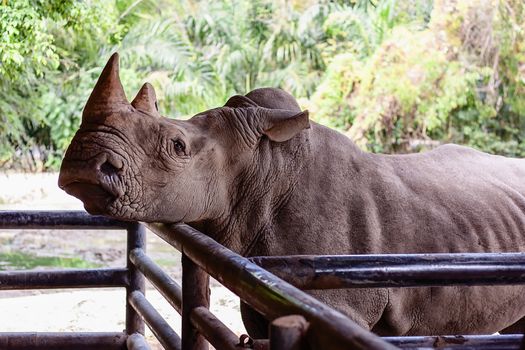 White Rhino for animal and wildlife concept