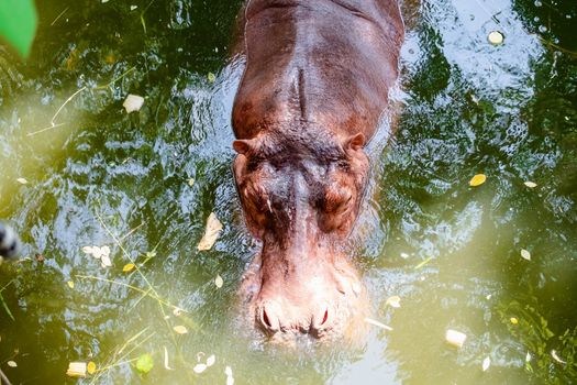 Hippopotamus in the water for animal and wildlife concept