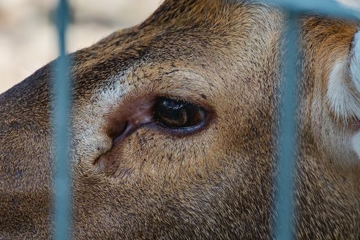 Close up of Brow-Antlered Deer's eye for animals and wildlife concept