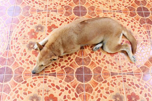 Dog, Ridgeback dog brown asian Thai is sleeping Top view on the cement floor ground