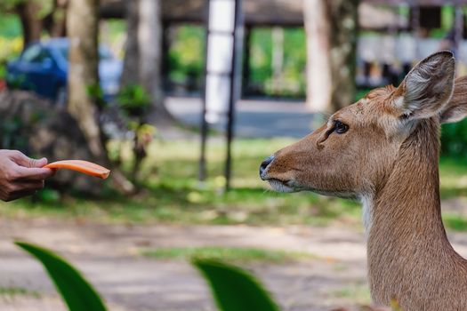 Eld's Deer (Rucervus eldii siamensis) being fed for animal and wildlife concept