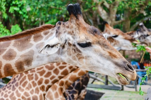 Giraffe being fed for animal and wildlife concept