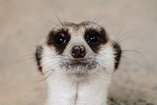 Close up of Meerkat's face for animal and wildlife concept