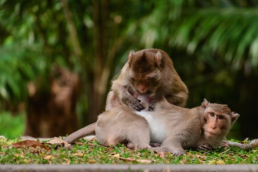 Monkey sitting in the nature for animal and wildlife concept