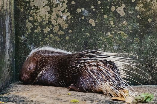 Asiatic Brush-tailed Porcupine (Atherurus macrourus) for animals and wildlife concept