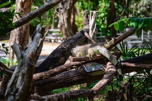 Rhinoceros Iguana (Cyclura cornuta) in the nature for animals and wildlife concept