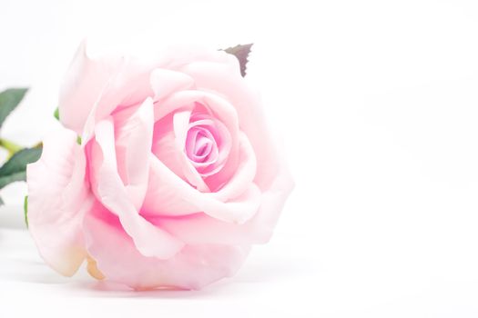 Artificial sweet pink rose for decoration on white background with soft tone image