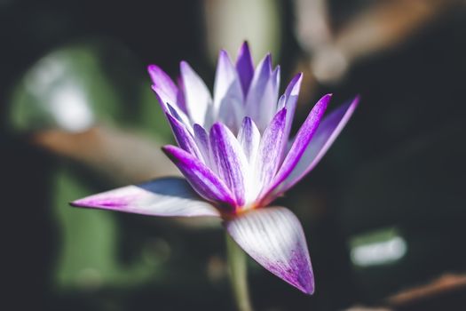 Purple lotus flower (Water Lily or Nymphaea nouchali or Nymphaea stellataWild) blooming in a pond for plant and nature concept, selective focus image