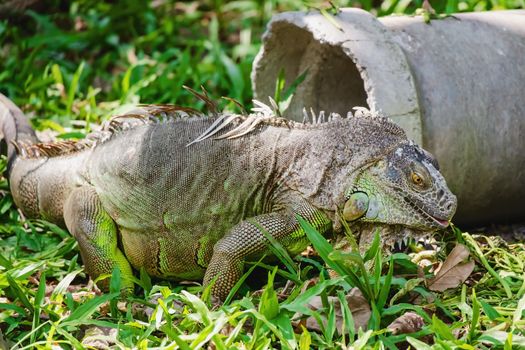 Rhinoceros Iguana (Cyclura cornuta) in the nature for animals and wildlife concept