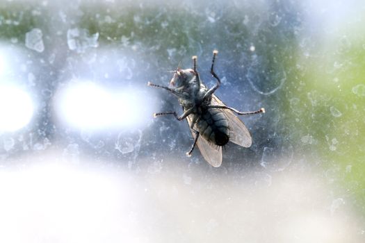 House fly on the windshield dirty, Chrysomya megacephala (Fabricius), Musca domestica, fly contagious diseases