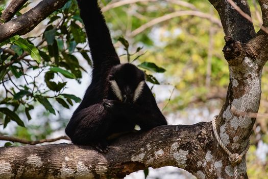 Gibbon climbing on the tree for animal and wildlife concept