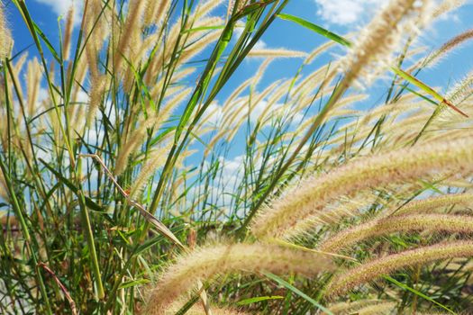 Feather grass field against blue sky background for nature and environment concept