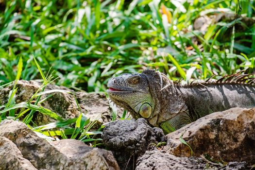 Rhinoceros Iguana (Cyclura cornuta) in the nature for animals and wildlife concept