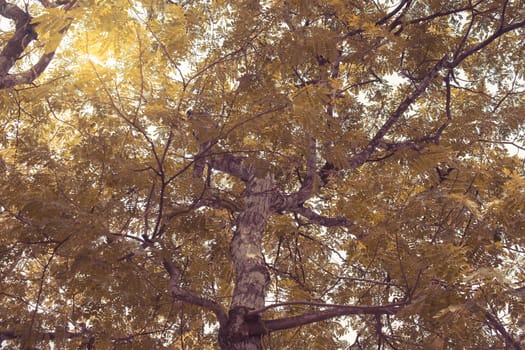 Natural green forest tree branches with sun light for ecology and environmental concept