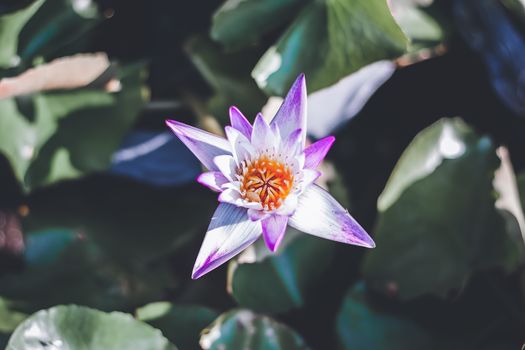Purple lotus flower (Water Lily or Nymphaea nouchali or Nymphaea stellataWild) blooming in a pond for plant and nature concept, selective focus image
