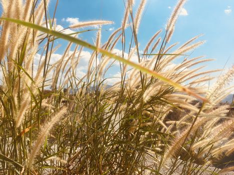 Feather grass field against blue sky background for nature and environment concept