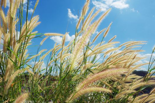 Feather grass field against blue sky background for nature and environment concept
