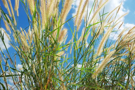 Feather grass field against blue sky background for nature and environment concept