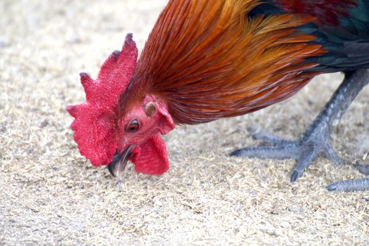 Rooster cock eating cereal (selective focus), Rooster cock chicken close up