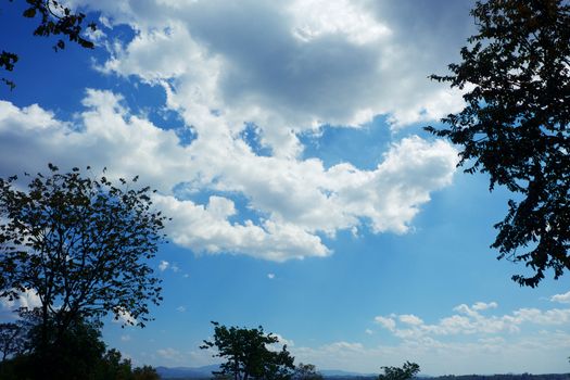 Top of tree branches against blue sky background for nature and environment concept